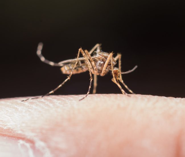 controle-de-mosquitos (2)